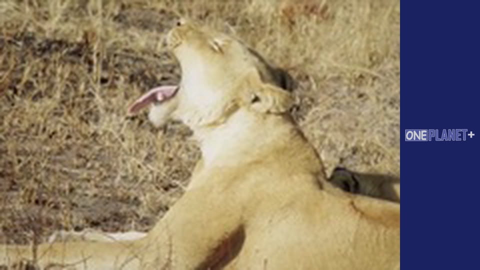 Ігри розуму, Сезон 1, Випуск 13