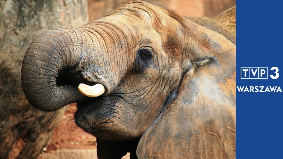 Prywatne życie zwierząt S3E7 - W służbie człowieka