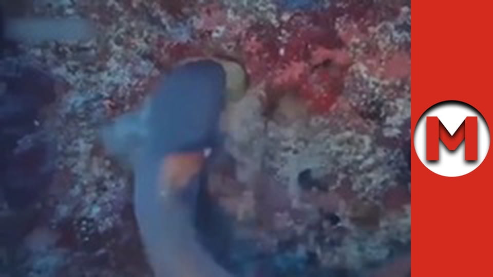 Макс Шоу - сезон 2 - серія 15