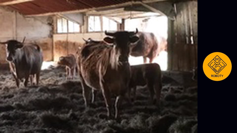 PRACA W BIESZCZADZKIM ROLNICTWIE * hodowla krów * uprawa pól *