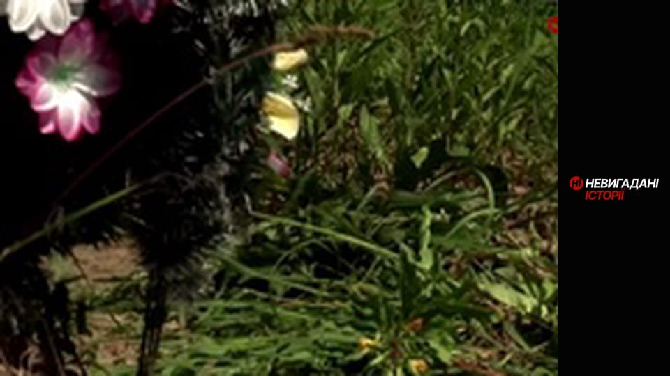 Невигадані історії. Андріївка.