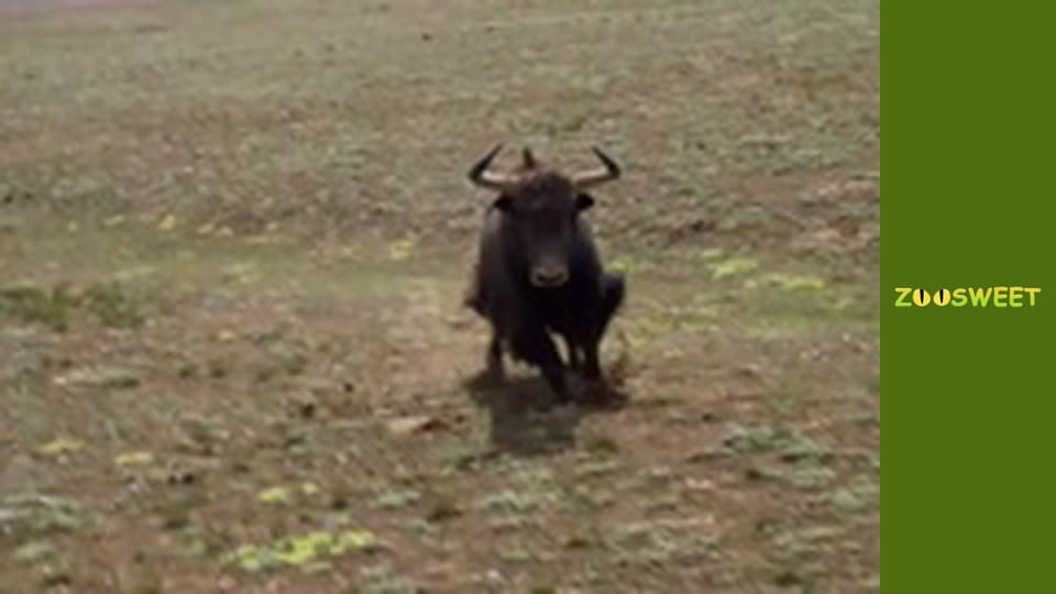 Survival, Season 1, Episode 20