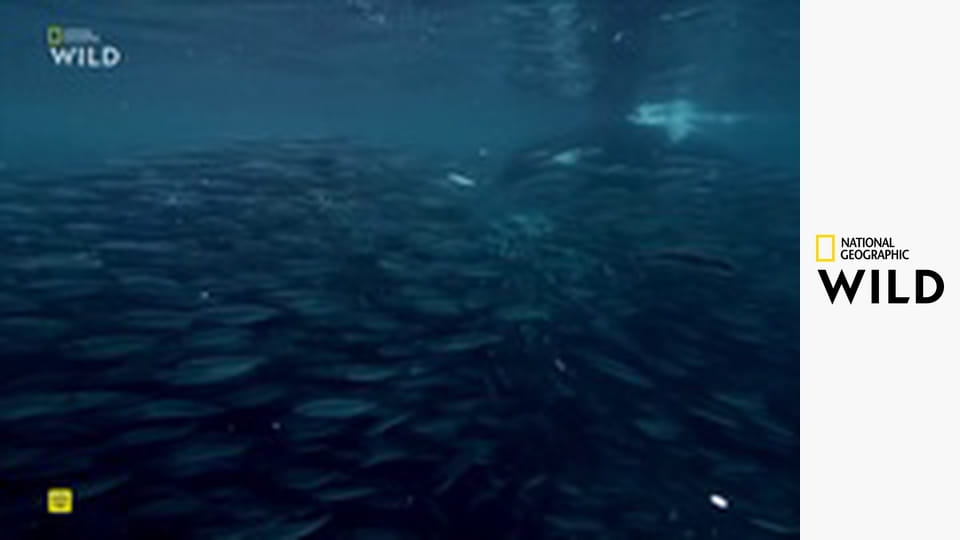 Дикая жизнь: Большой мороз - Дикая жизнь: Большой мороз