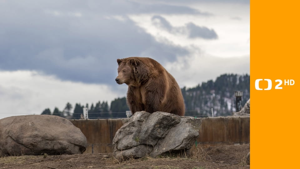 Dospívání grizzlyho: Příběh dvou sirotků