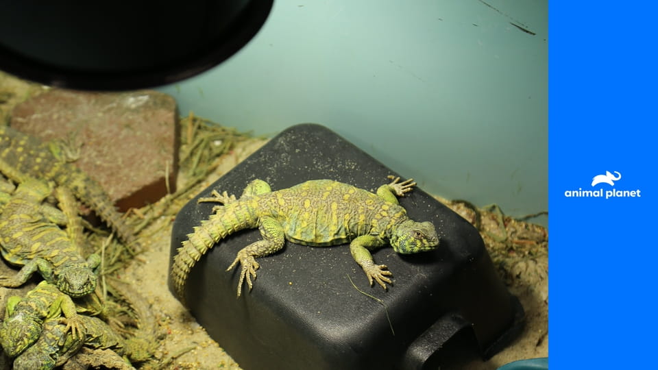 Zoo v Bronxe S5E3 - Mláďata v Queensu