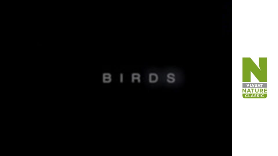 Птахи - Спільне життя