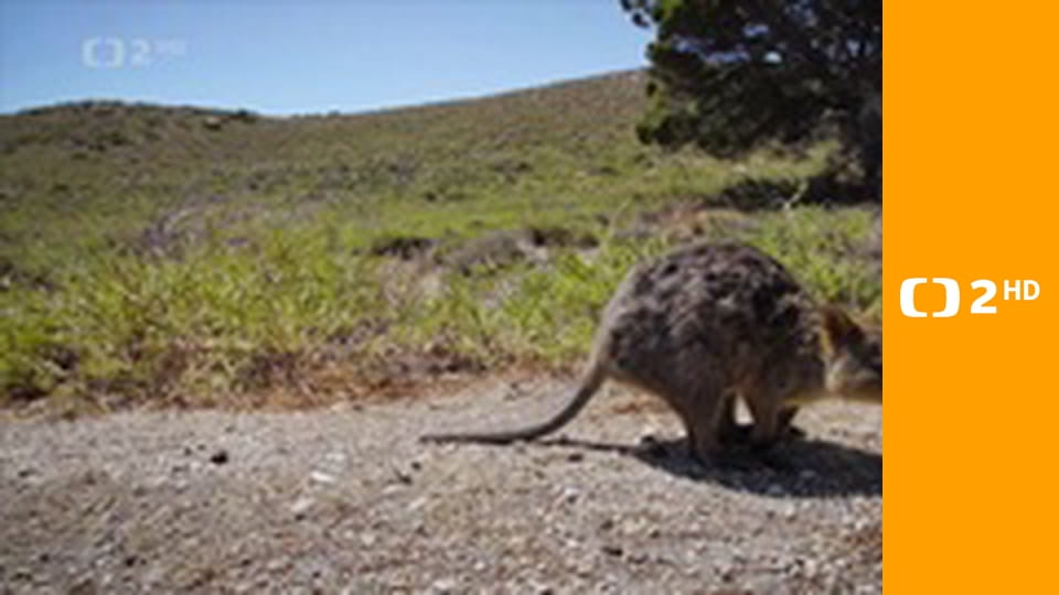 Zvířecí odysea E5 - Cesta australského klokana
