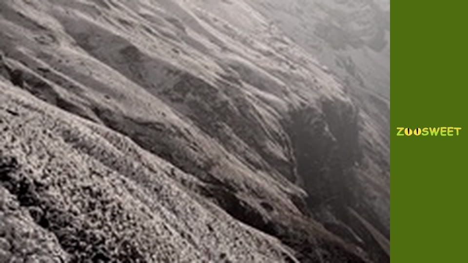 Survival, Season 1, Episode 21