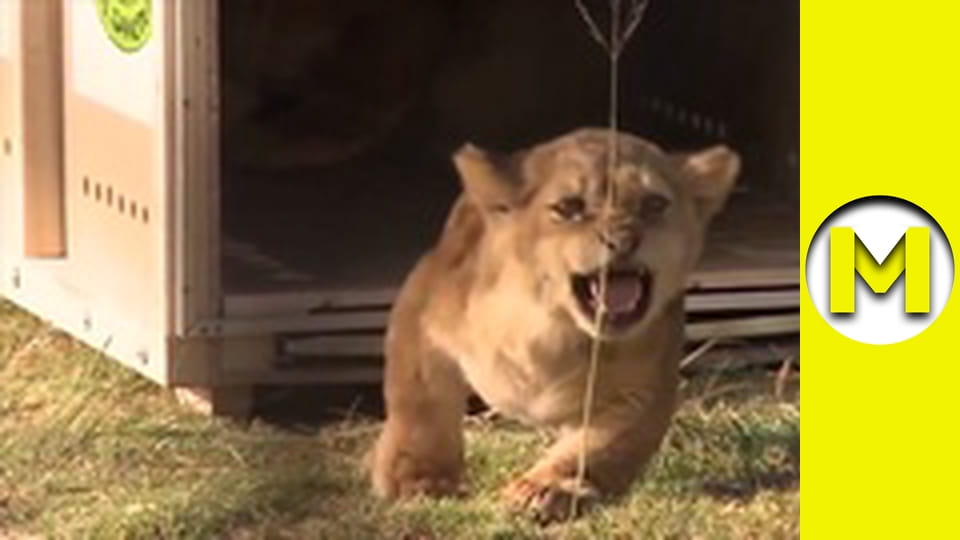 Max TV - сезон 1 - серія 9