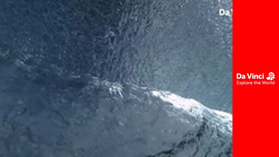 Бунтівні тварини - Нокаутуючий равлик-конус