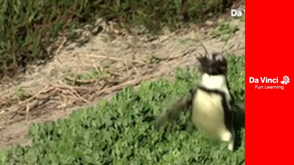 Сияя - Отправьтесь с нами - Скалолаз