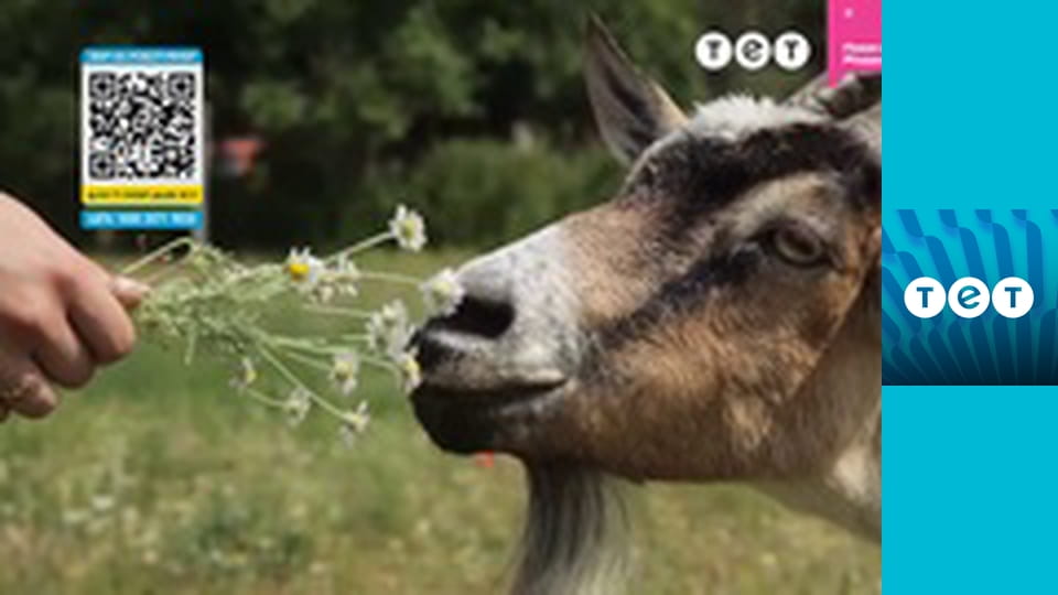 Панянка-селянка E86 - Роксолана Воротняк, Франківськ / Любовь Беляева. Сечавка