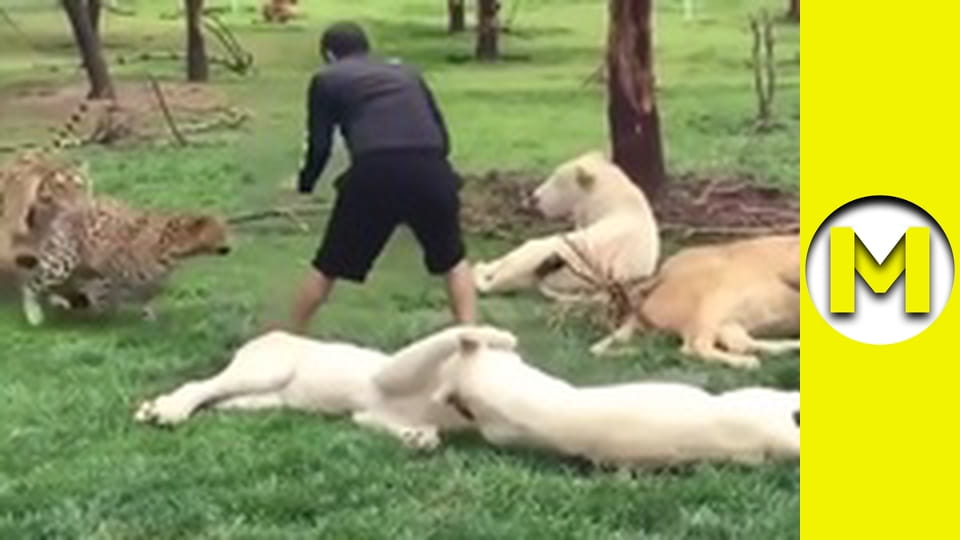 Max TV - сезон 1 - серія 71