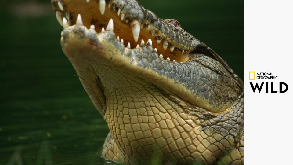 Хищник против добычи S1E3 - крокодил