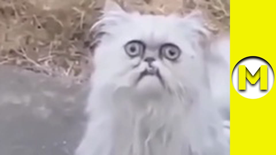 Max TV - сезон 1 - серія 42