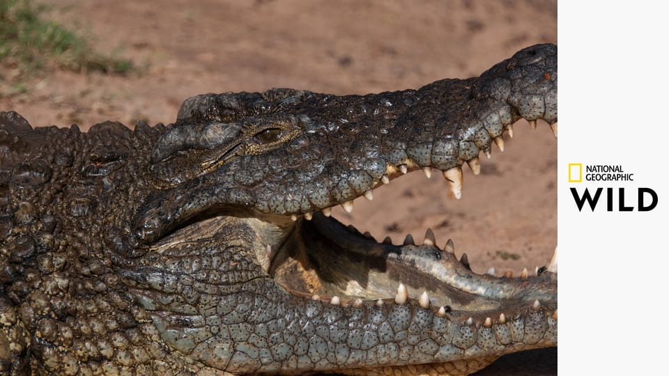 Хищники Африки S3E2 - Захватчики