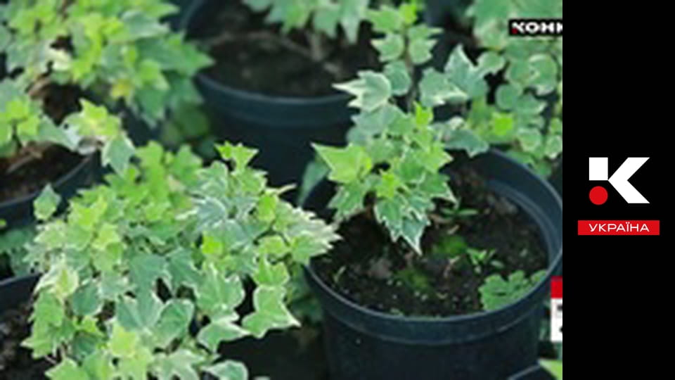 Конкурент. Футбол.