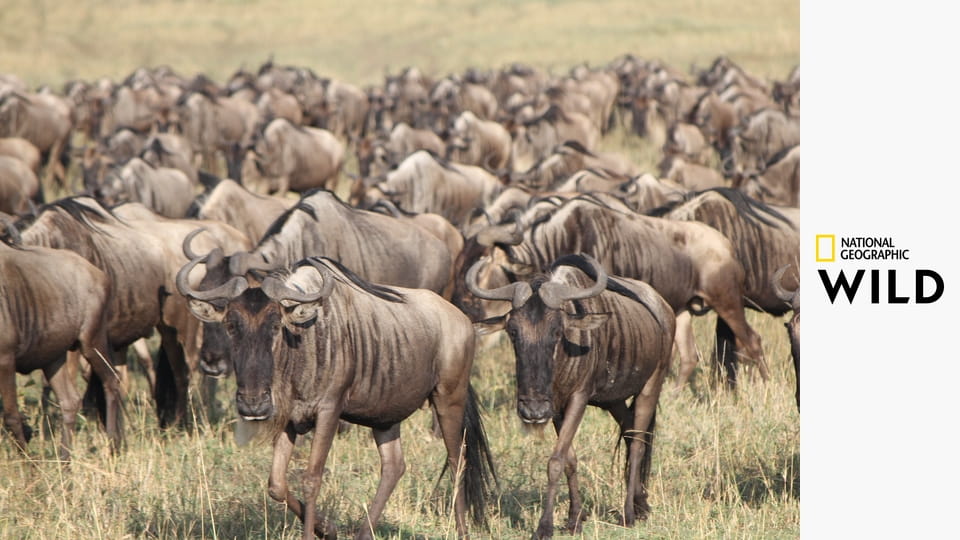 Смертельное Сафари S2E1 - Хищник и жертва