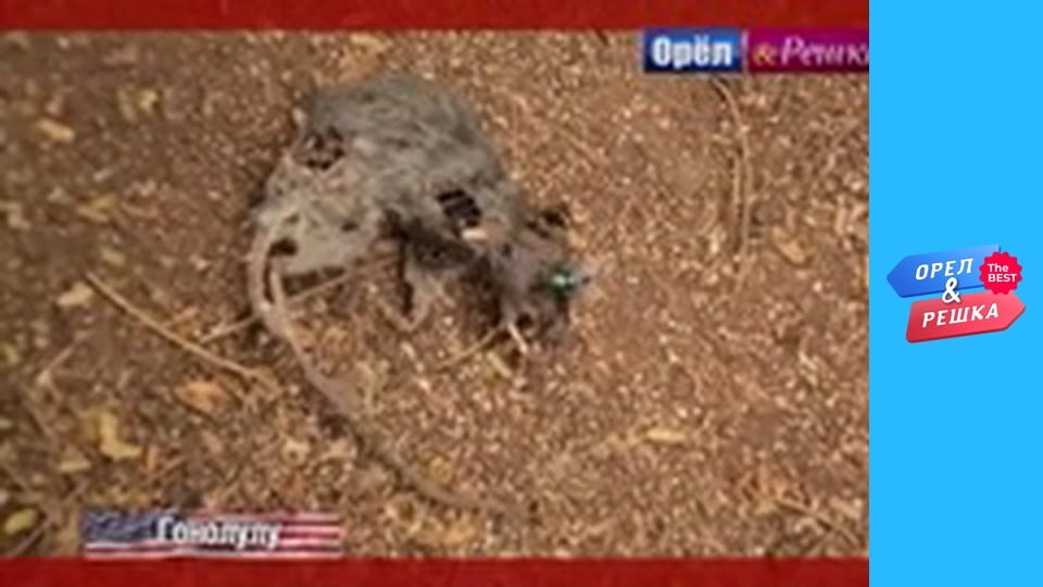 Золота карта, Випуск 120