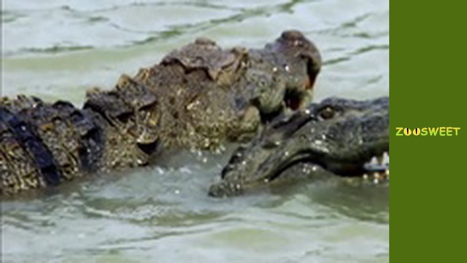 Супер чуття - серія 6