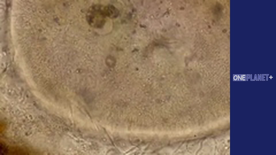 Дістатися до Зірок. - серия 9