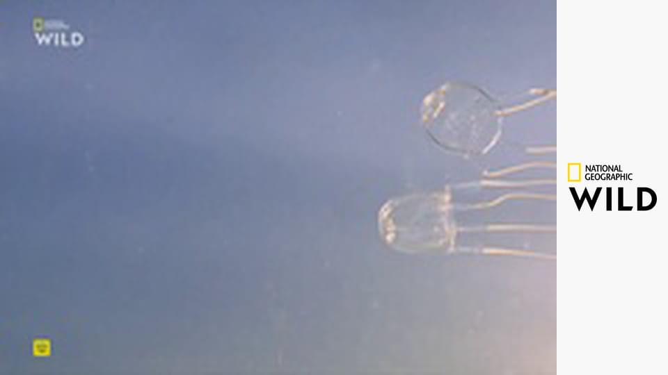 Кто-то меня укусил S1E3