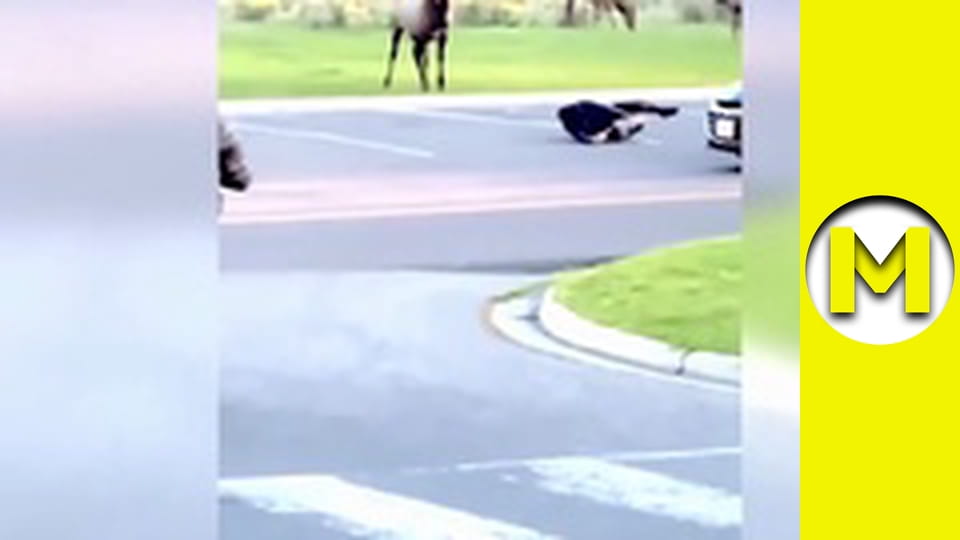 Max TV - сезон 1 - серія 43