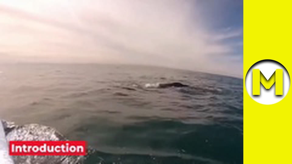 Max TV - сезон 1 - серия 11