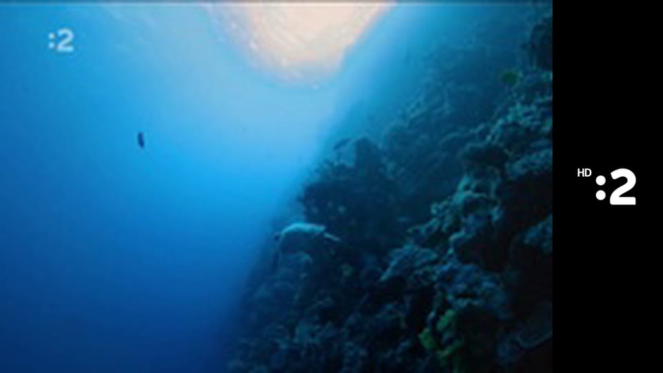 Byť tak zvieratkom E33 - Korytnačka