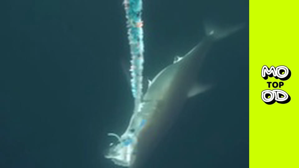 Top Mood, Сезон 2, Випуск 10