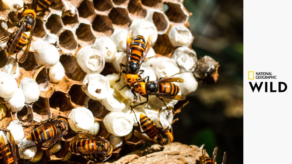 Смертоносные шершни Азии