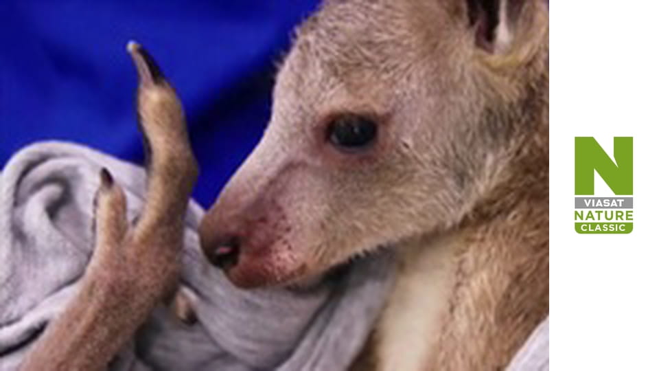 Спасение дикой природы Австралии Сезон 1 Эпизод 7