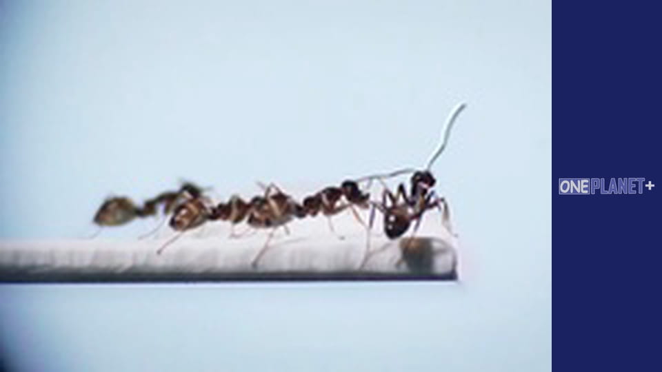 У пошуках знань. - серия 11