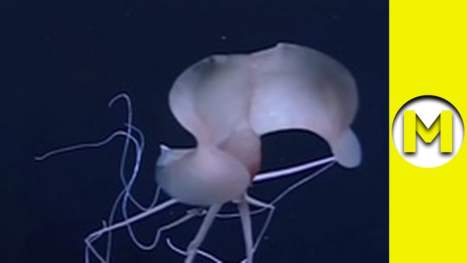 Max TV - сезон 1 - серія 74