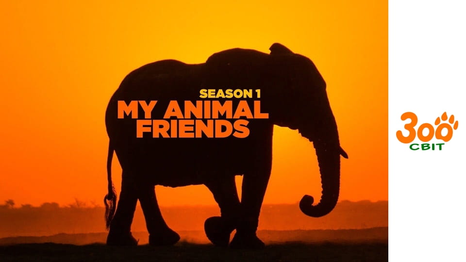 Мої друзі тварини - Коала