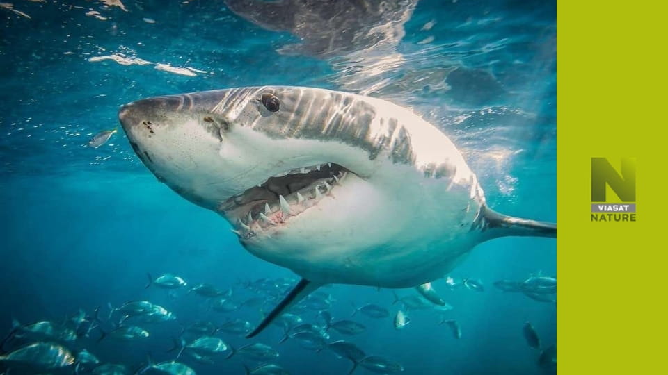 Збережи цю акулу S1E2