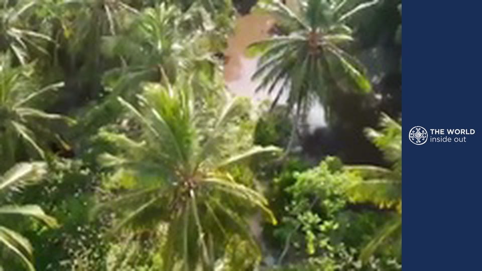 Journey to Marajó island and mangrove crab hunting. Brazil.