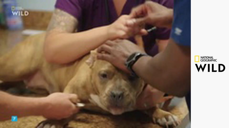 Ветпомощь для всех: Сборник S5E10