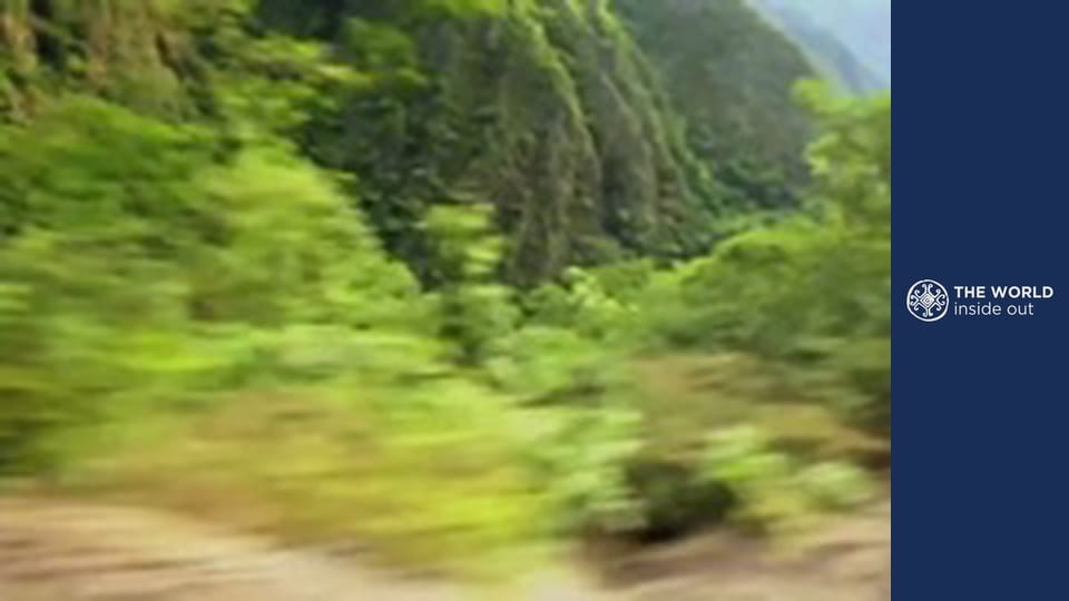 Endless coca plantations and skewered roasted Guinea pig. Bolivia.
