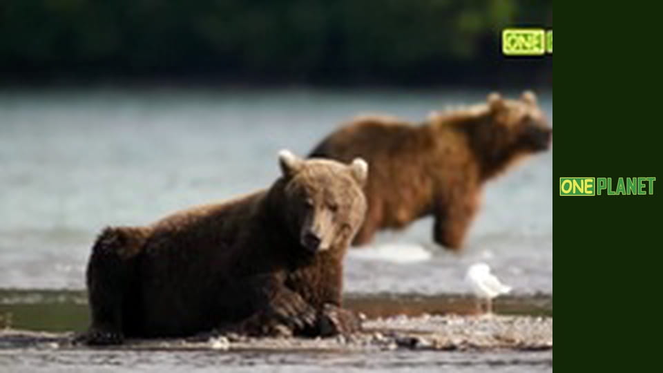 Медведи, 4 эп. Пролог.