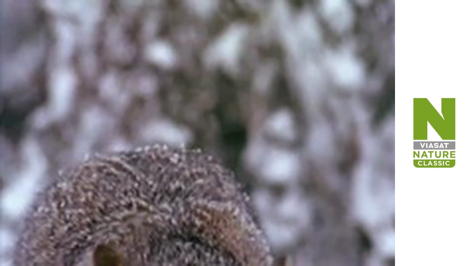 Wildest Latin America - Amazon