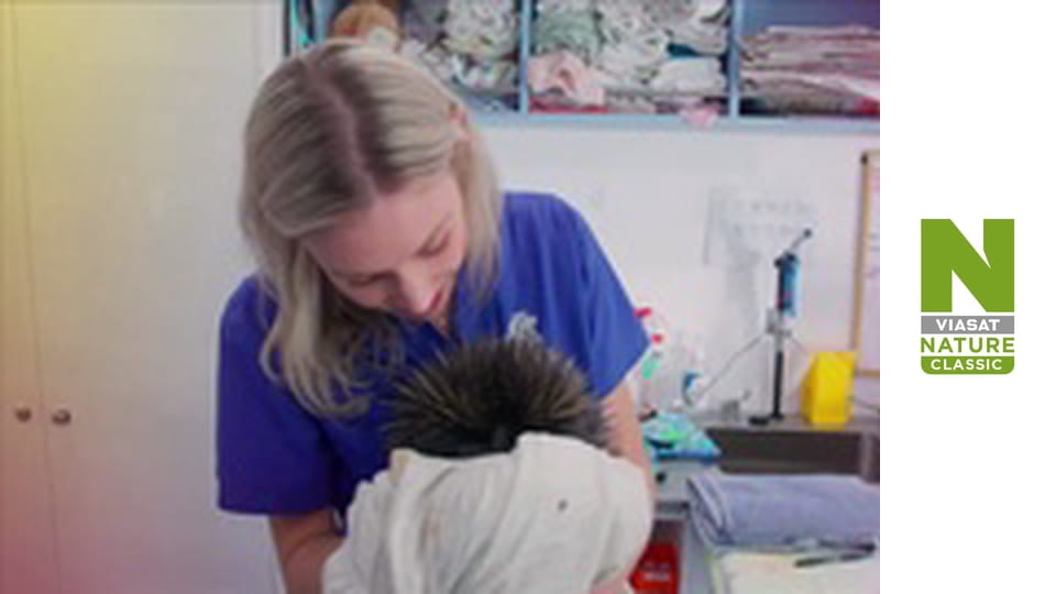 Служба порятунку дикої природи Австралії Сезон 1 Епізод 8