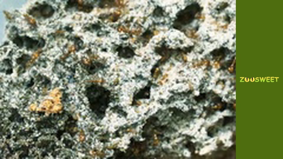 Дикий світ Сан-Дієго - серія 19