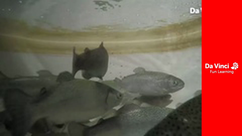 Futuris - Playing Against Diabetes