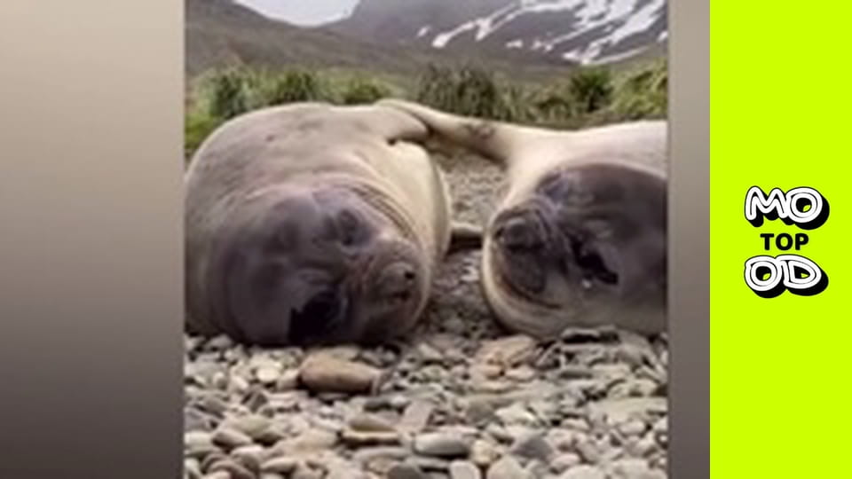 Top Mood, Сезон 2, Випуск 17