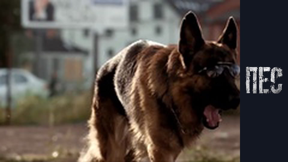 Пес, Сезон 2, Серія 14