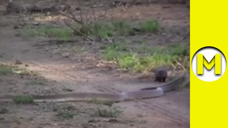 Max TV - сезон 1 - серія 147