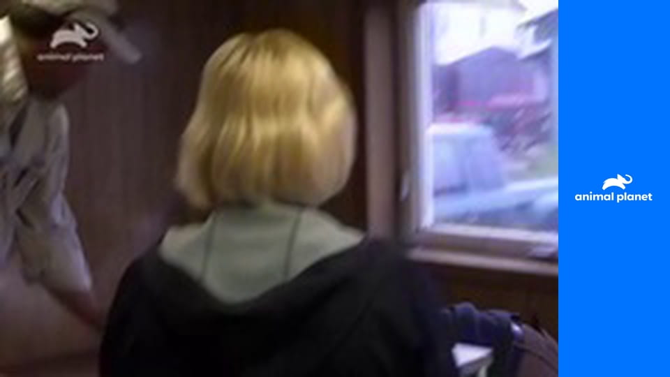 Доктор Ди: ветеринар Аляски S1E4 - Рассвирепевший жеребец