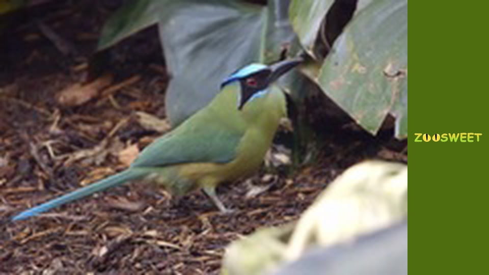 Дикий світ Сан-Дієго - серія 20