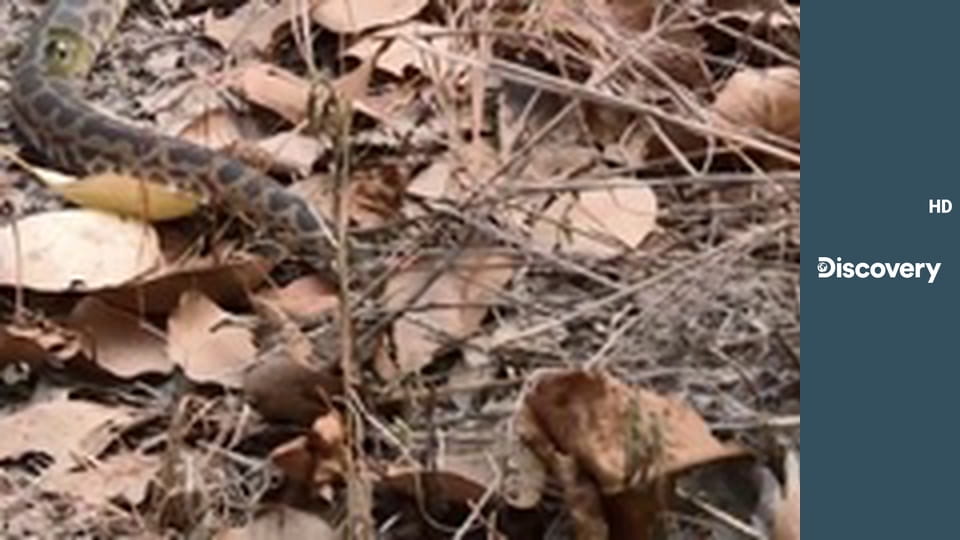 Голые и напуганные S2E29